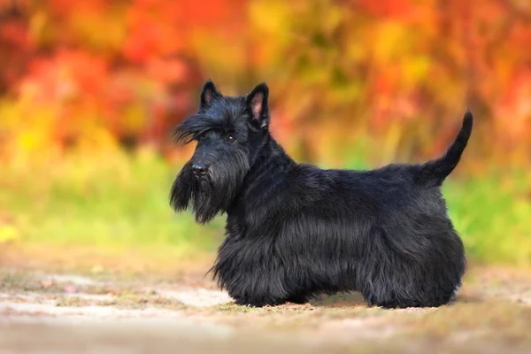 Un vistazo al Terrier escocés: Su papel en la caza y su vida como mascota.