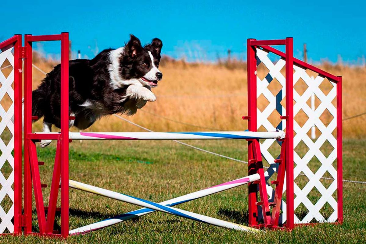 Curiosidades sobre las habilidades deportivas de los perros.